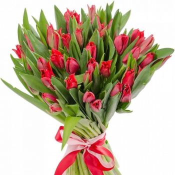 Красные тюльпаны 25 шт articul  144420
